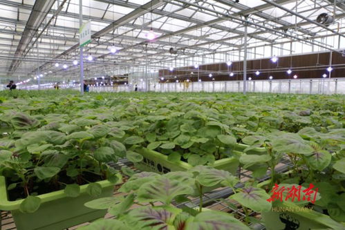 省農(nóng)業(yè)農(nóng)村廳落實防災(zāi)減災(zāi)預(yù)案 確保鮮活農(nóng)產(chǎn)品穩(wěn)定供應(yīng)